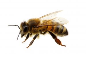 Apitherapie, Honig Propolis Therapie