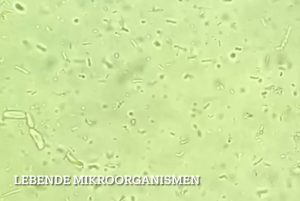 EM Effektive Mikroorganismen für Tiere, Bakterien, Infektion