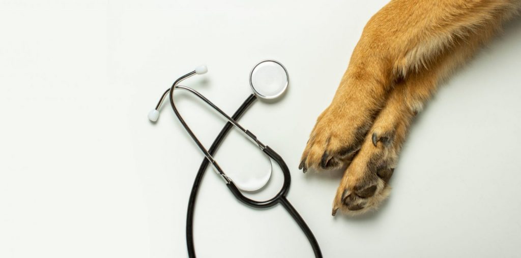 Tierheilkunde, Tierheilpraktiker, Tiergesundheit, Tierarzt