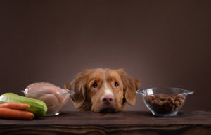 Ernährung Hund, Ernährungsberatung Hund, Ernährung Katze; Hundefutter, BARF; Katzenfutter