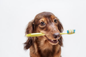 Zahnreinigung Hund