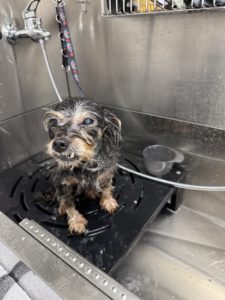 Thalassobad für Hunde Wellness