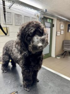 Hundefriseur Groomer Hundefrisör