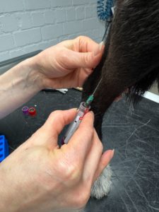 Vitamin B12 Blutabnahme Vena saphena